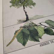 Planche botanique 1870. Arbres : Bouleau et Pin. Gravure ancienne