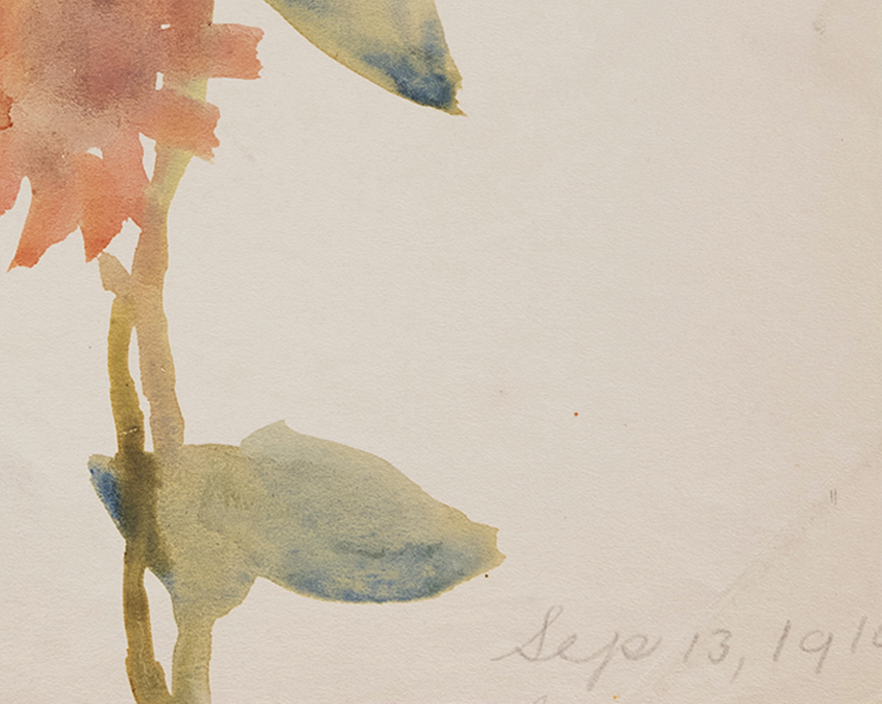 Watercolor illustration flowers