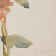 Watercolor illustration flowers