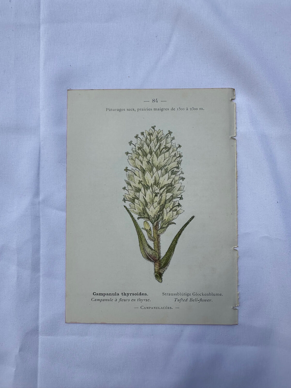 Old botanical engraving naturalist plate 18th century double-sided