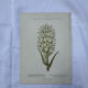 Old botanical engraving naturalist plate 18th century double-sided