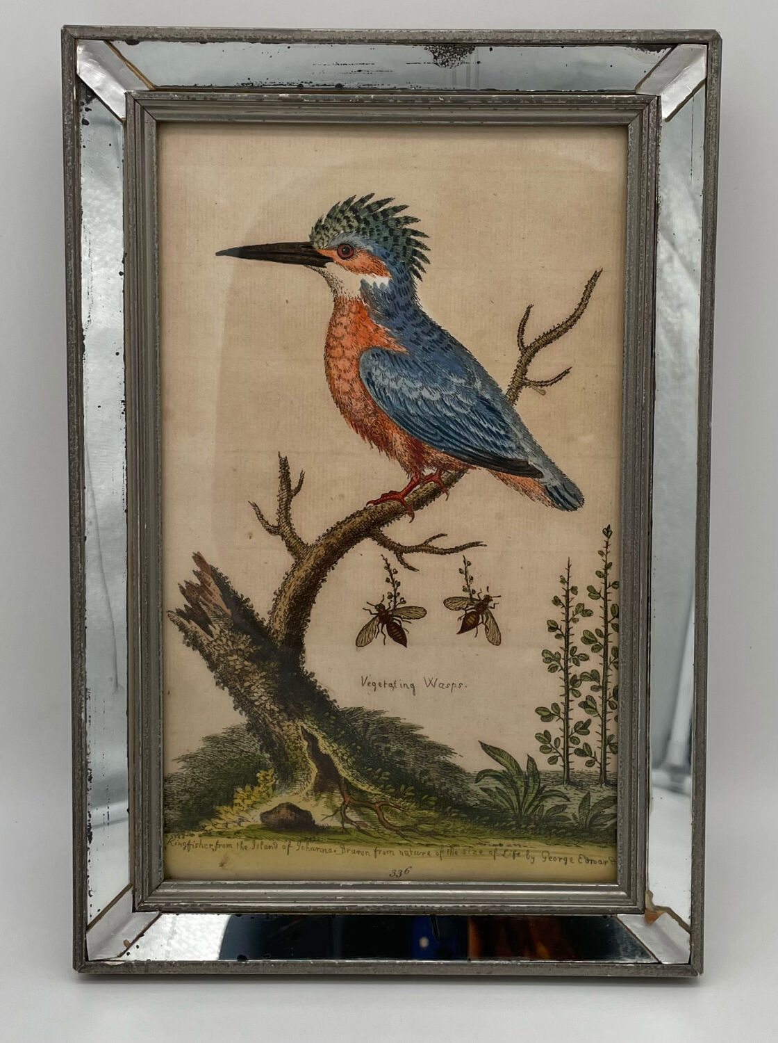 Antique engraving of bird naturalist, by Georges Edwards.