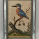 Antique engraving of bird naturalist, by Georges Edwards.