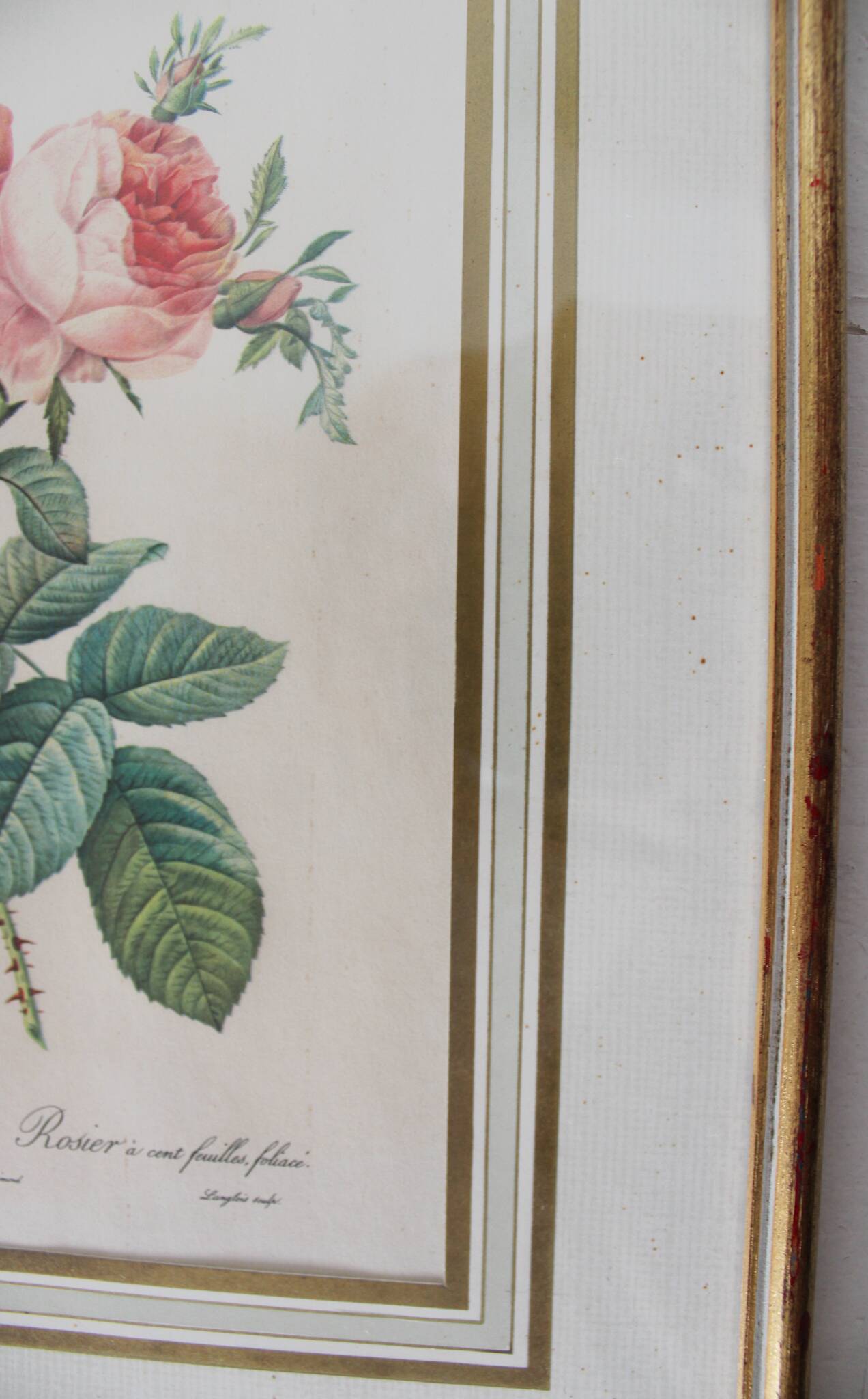 Golden frame botanical illustration