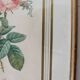 Golden frame botanical illustration