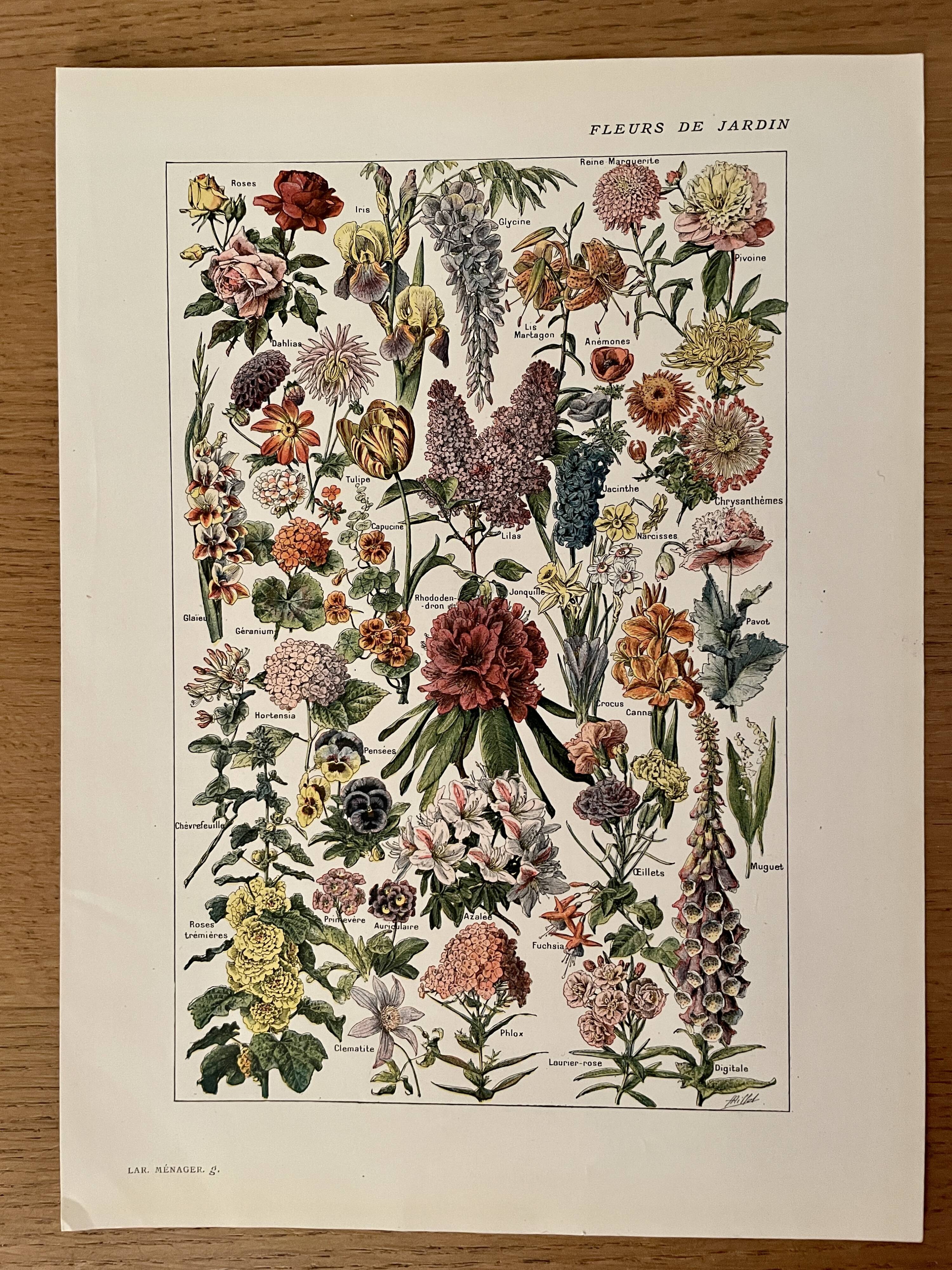 Lithograph on garden flowers - 1920