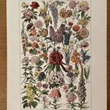 Lithograph on garden flowers - 1920