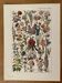 Lithographie sur les fleurs de jardin - 1920
