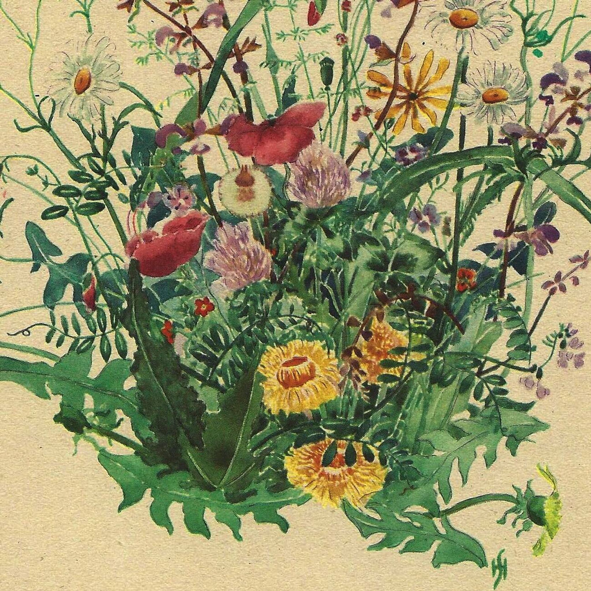 Illustration ancienne de 1948 - bouquet de fleurs des prés par H.Strache