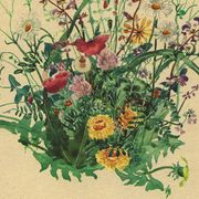 Illustration ancienne de 1948 - bouquet de fleurs des prés par H.Strache