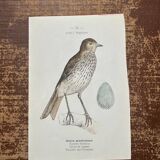 Botanical board old naturalist engraving birds double-sided