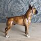 Porcelain Boxer Dog, Goebel, Germany, 1973