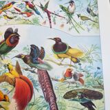 Lithograph on exotic birds from 1928
