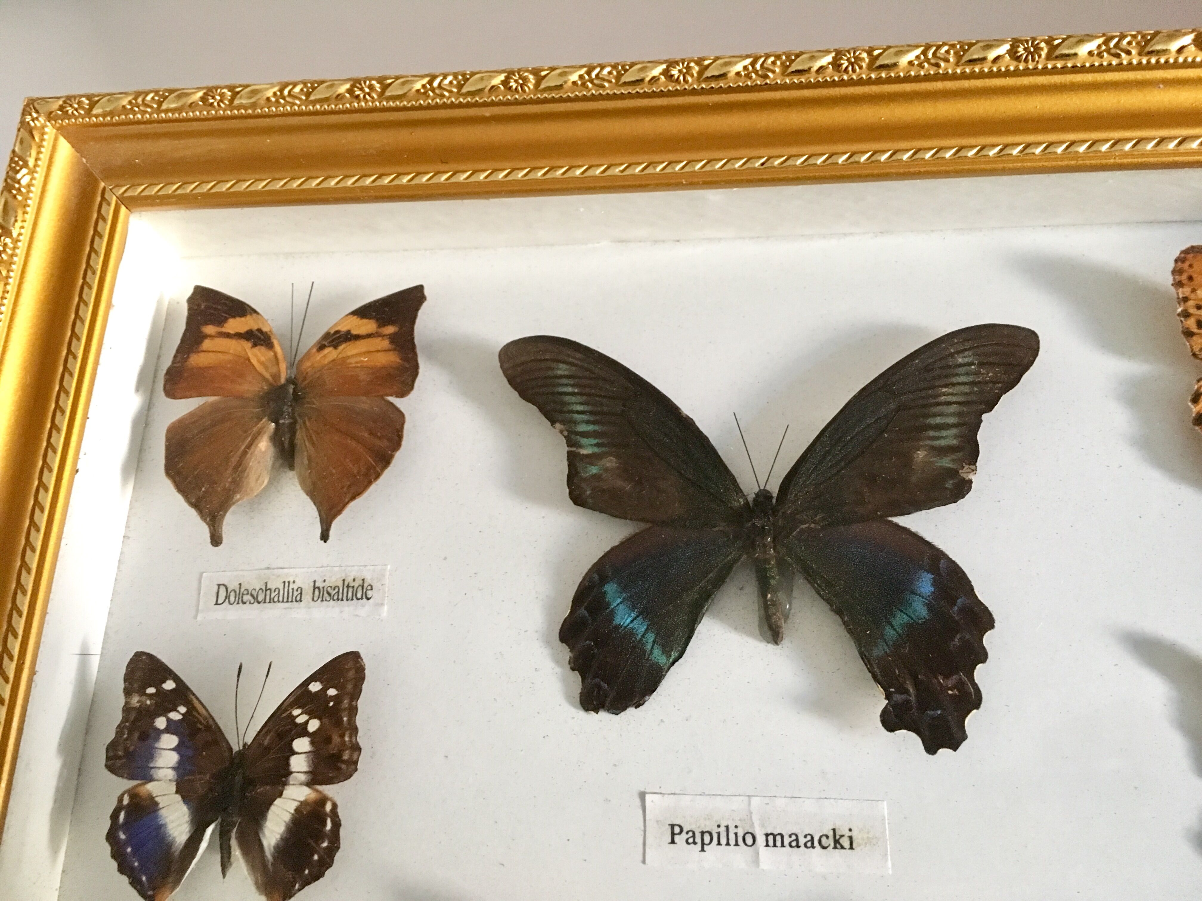 Frame mounted butterflies