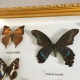 Frame mounted butterflies