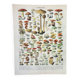Old engraving 1898, Mushrooms 1, picking • Lithograph, Original plate