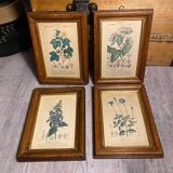 Botanical poster