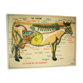 Affiche scolaire la vache le cheval a la ferme