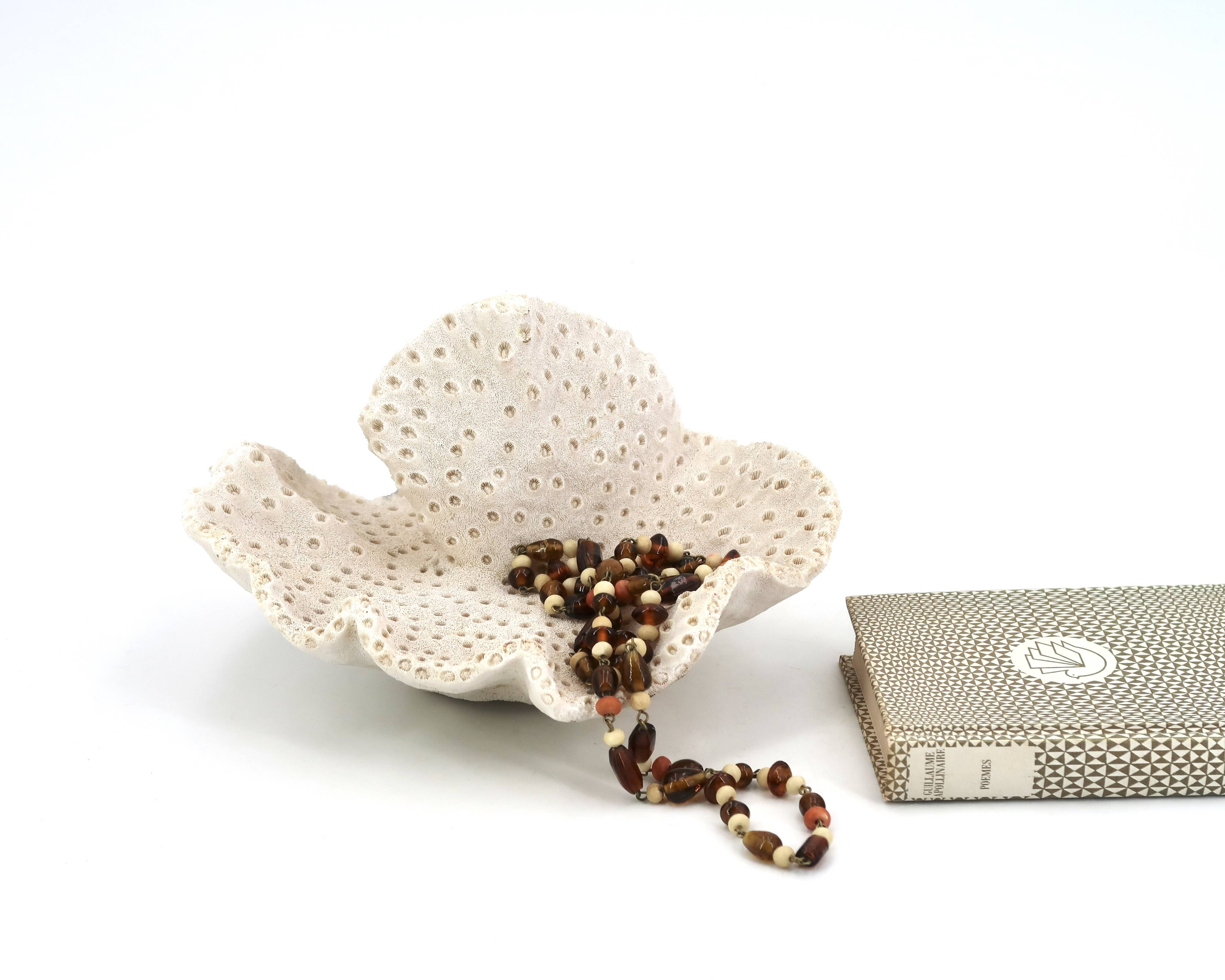 Vintage natural white coral, curiosity cabinet, 1970s
