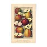 Gravure Botanique de 1896 par AL Clement, pina • Variétés de pommes à cidre • Lithographie ancienne