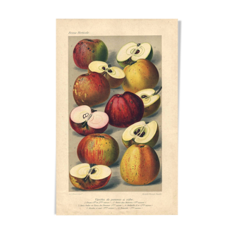 Gravure Botanique de 1896 par AL Clement, pina • Variétés de pommes à cidre • Lithographie ancienne