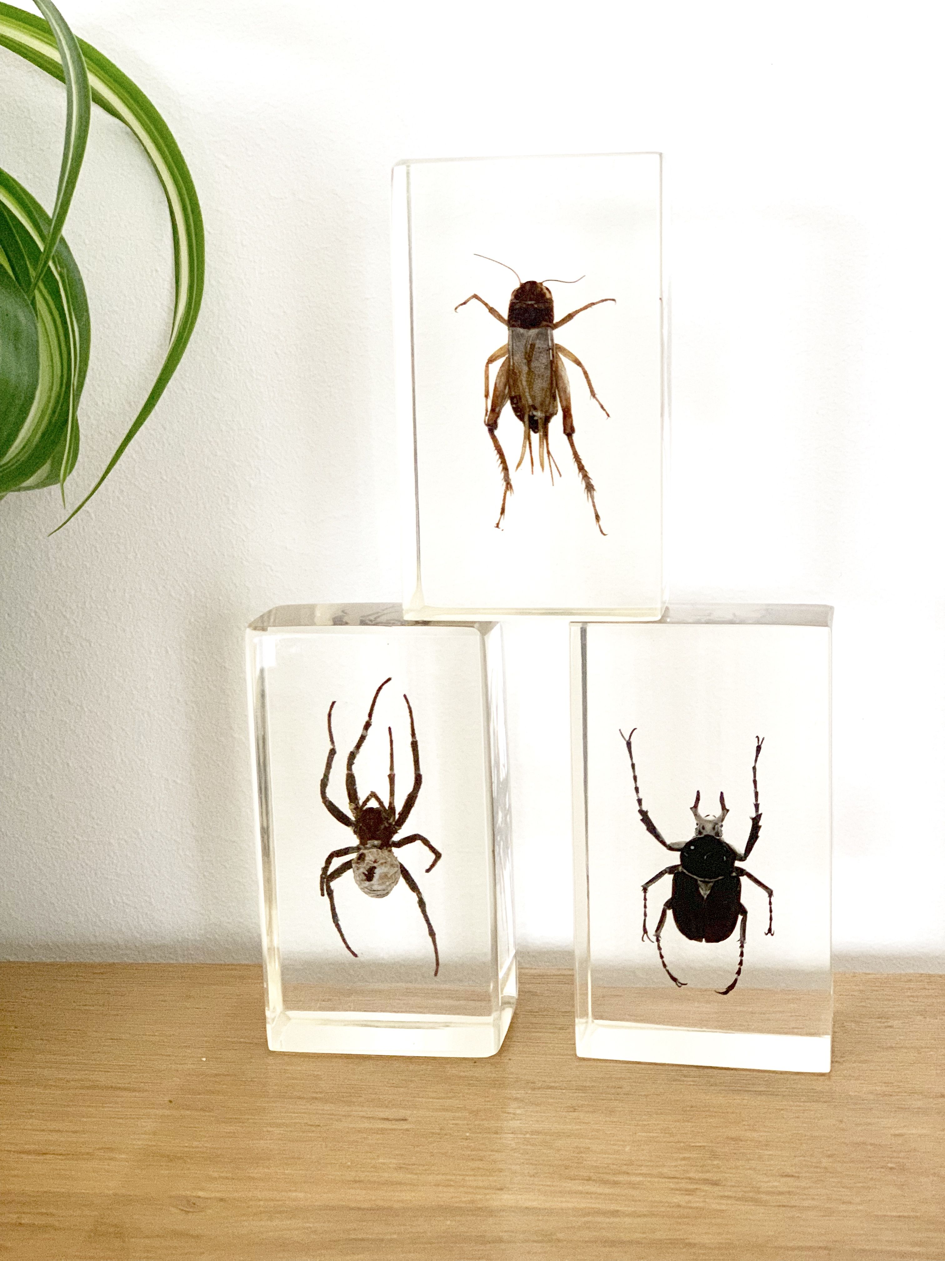 Trio d’insectes sous inclusion de résine N°3