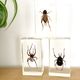 Trio d’insectes sous inclusion de résine N°3