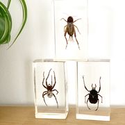 Trio d’insectes sous inclusion de résine N°3