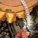Antique Large Gilded Mirror in Wood Louis XVI Style with Quiver Pediment