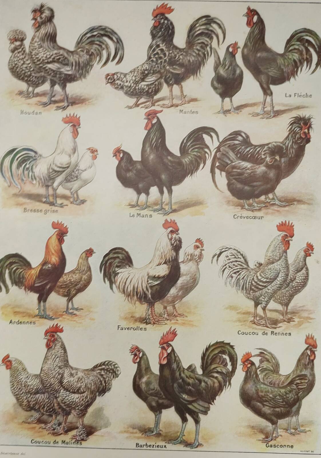 Original engraving from 1922 - Hens and rooster (1) - Old peasant board