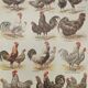 Original engraving from 1922 - Hens and rooster (1) - Old peasant board