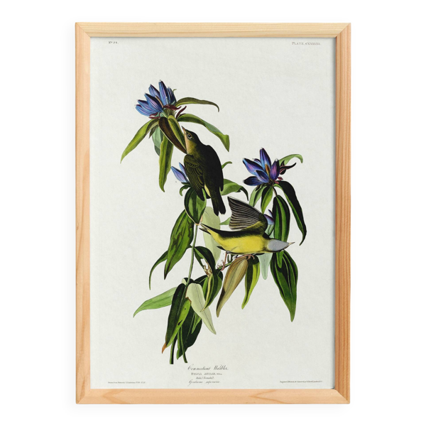 Affiche sur la Paruline du Connecticut, d’après une gravure ancienne de 182