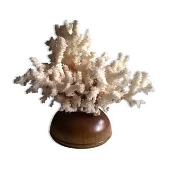 Natural coral