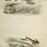 ORIGINAL ZOOLOGICAL PLATE OF 1839 " Deer, Hare,....
