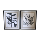 Diptych illustration plants caly