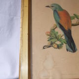 Bird frame