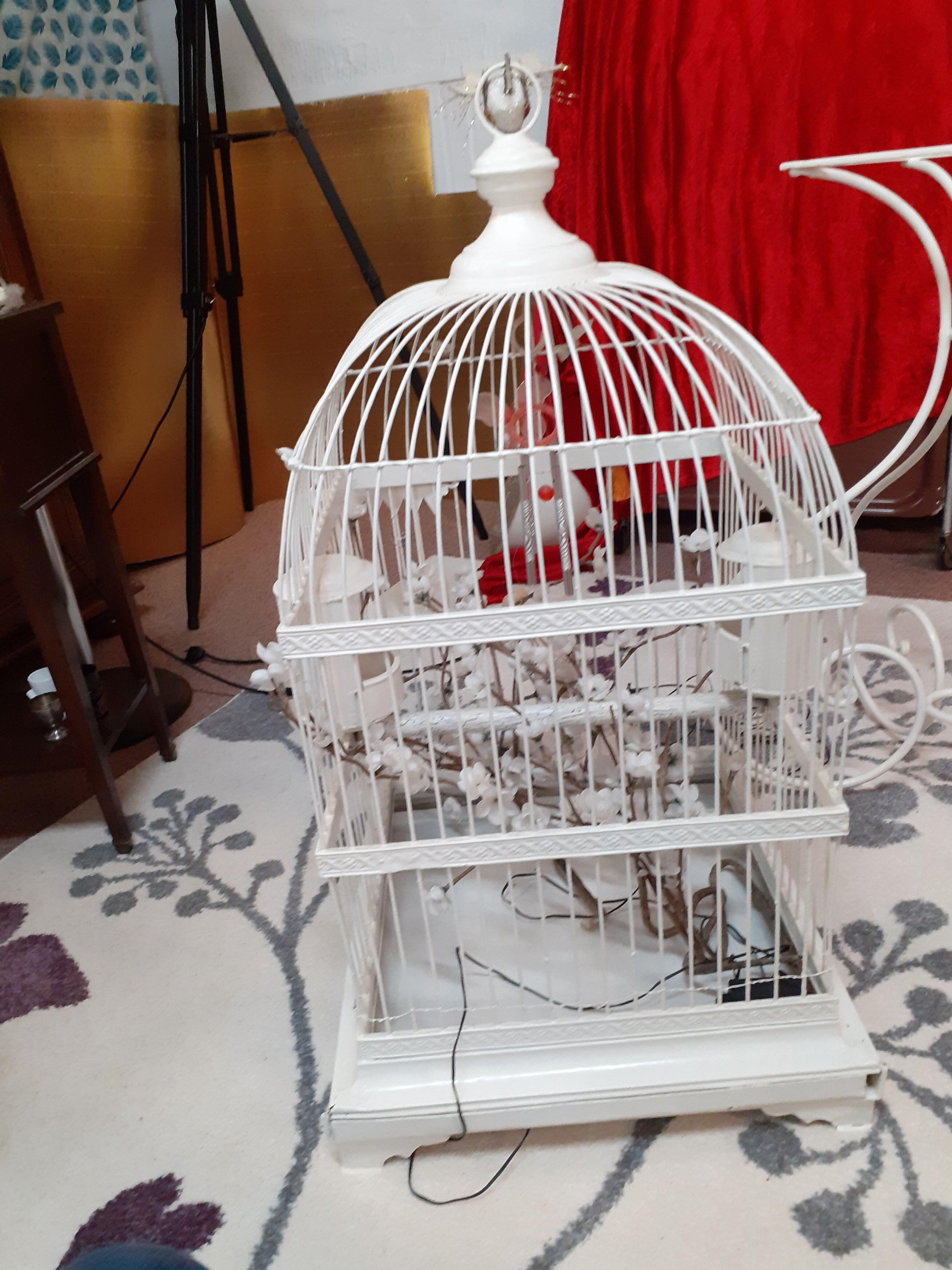 Cage a bird debut XXeme metal on foot