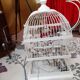 Cage a bird debut XXeme metal on foot