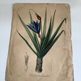 Botanical plate Vellosia Aloefolia