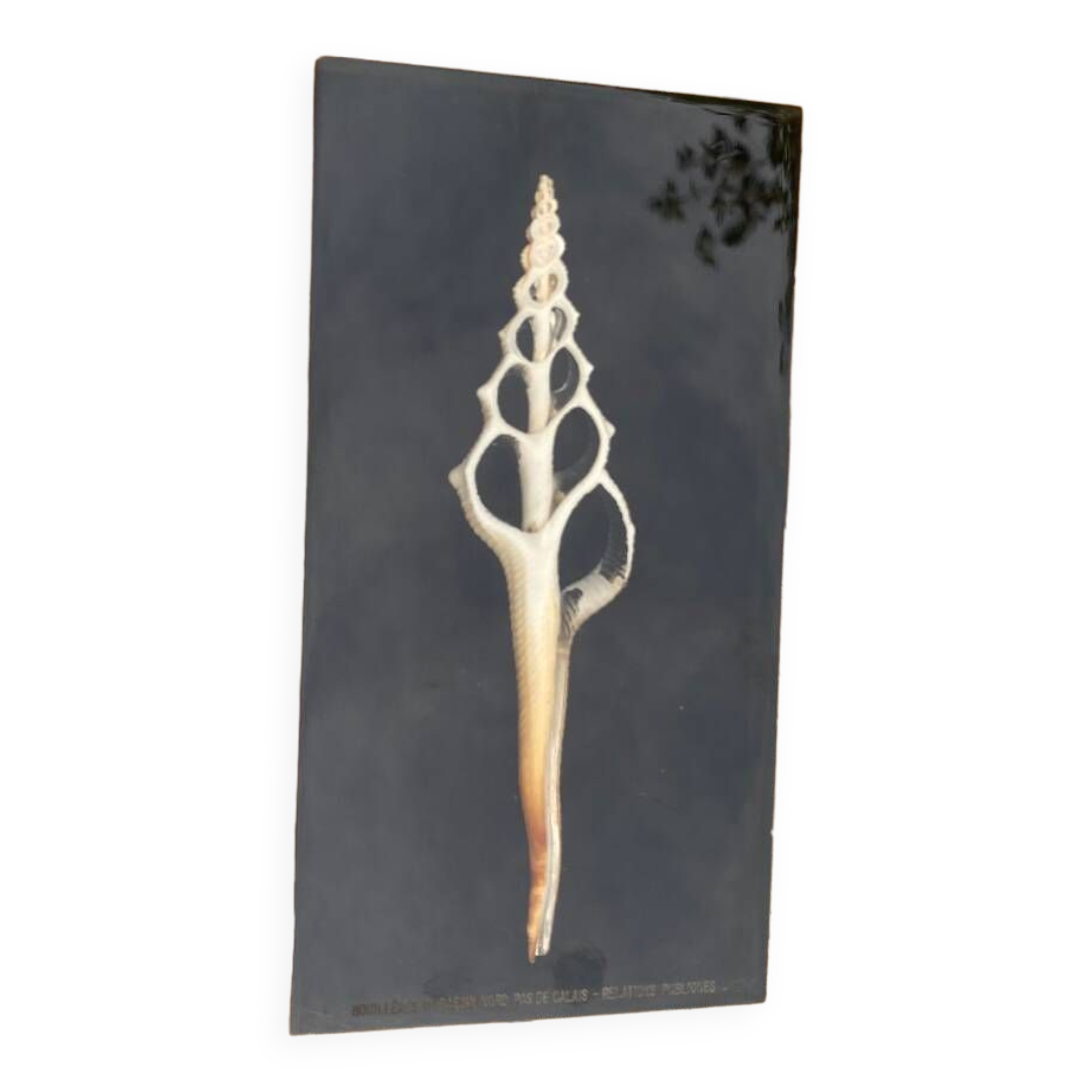 Resin paperweight with shell inclusion