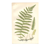 Planche ancienne botanique 1889 - Fougère des marais par A. Pratt. Gravure