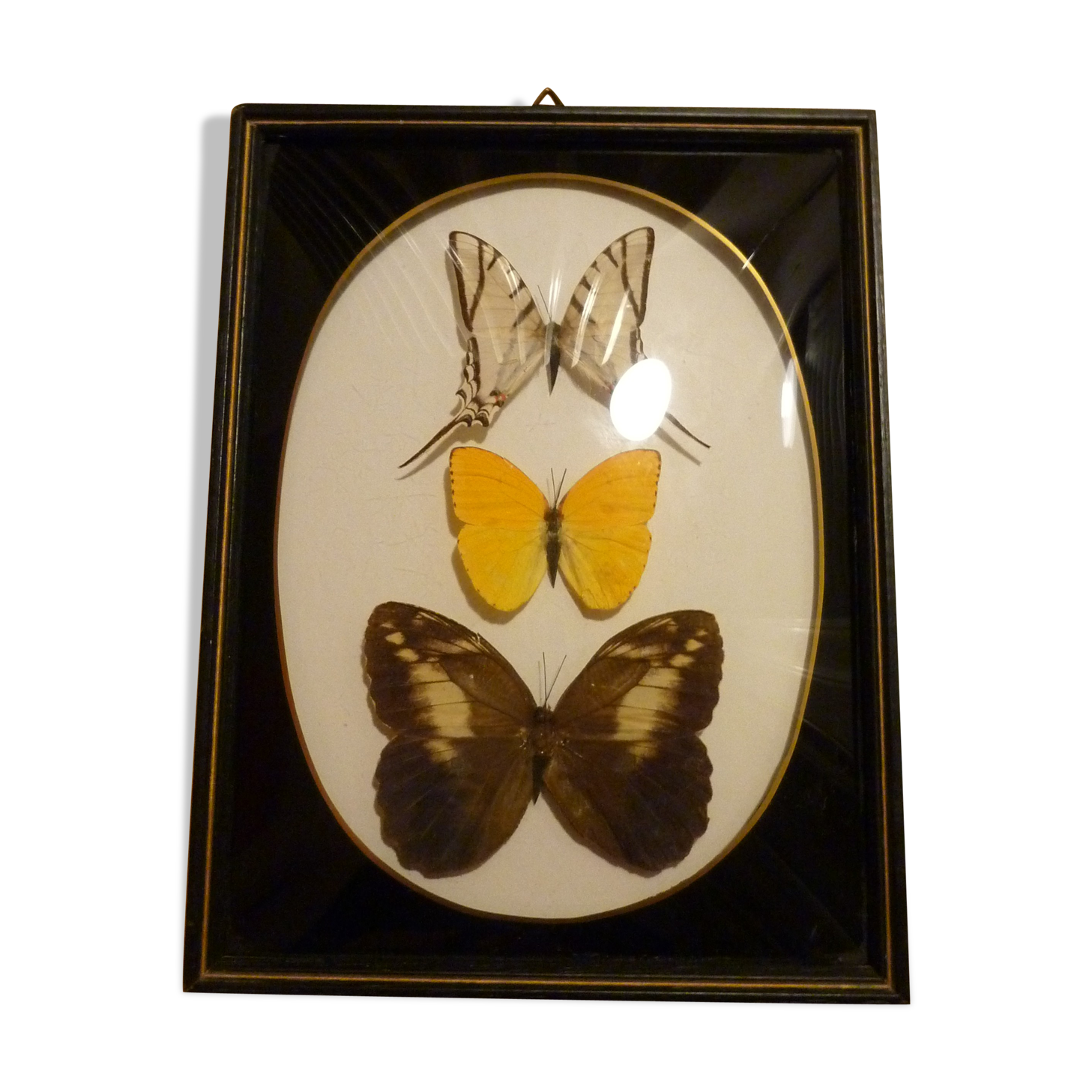 Brazil  butterflies framework of the 80s