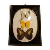 Brazil  butterflies framework of the 80s