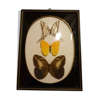 Brazil  butterflies framework of the 80s