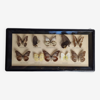 Showcase of vintage stuffed butterflies, European butterflies