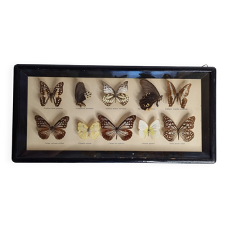 Showcase of vintage stuffed butterflies, European butterflies