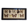 Vitrine de papillons naturalisés vintage, papillons d'Europe