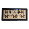 Showcase of vintage stuffed butterflies, European butterflies