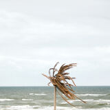 The palm tree