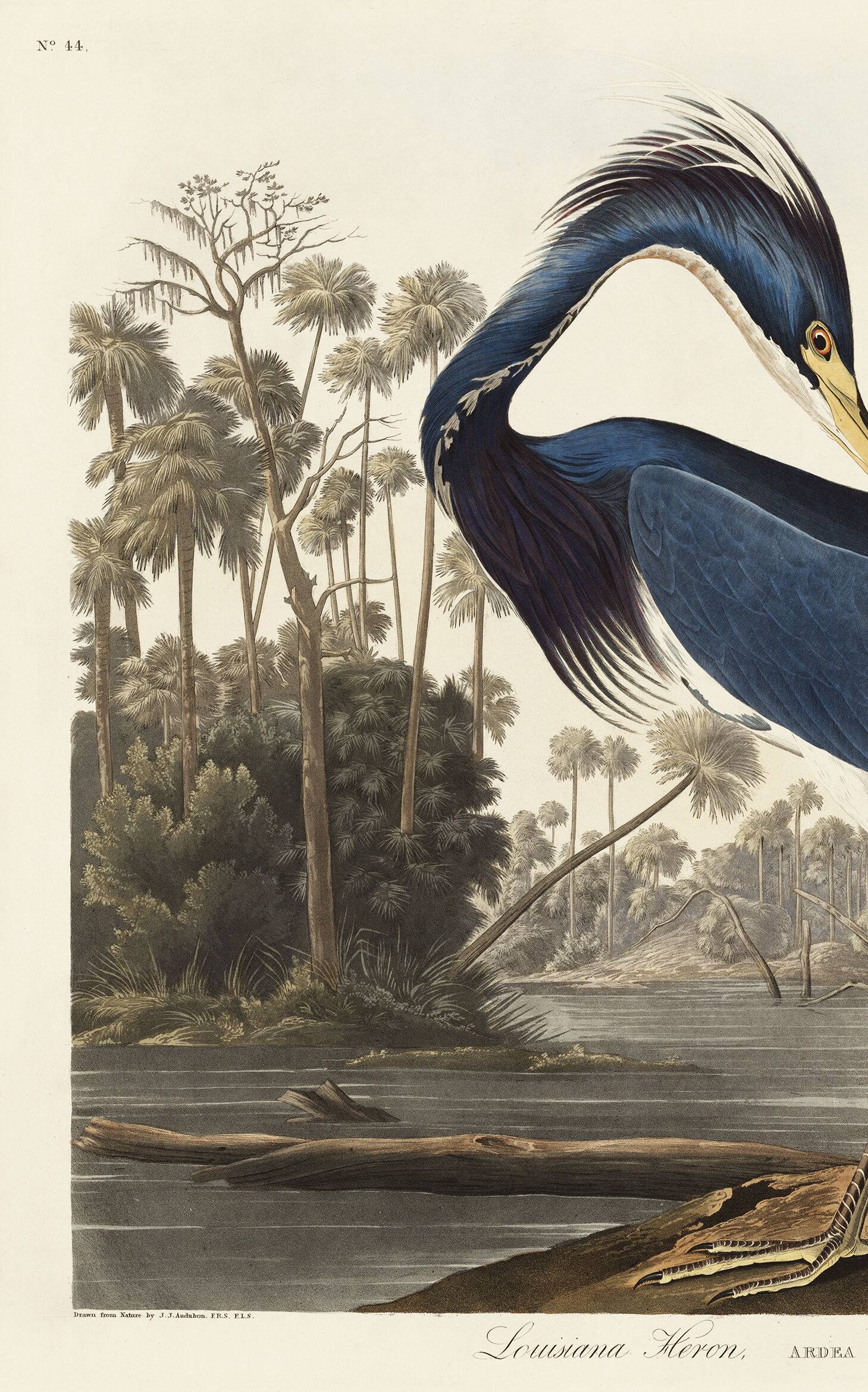 Poster on the Tricolour Heron, based on an old engraving from 1827.